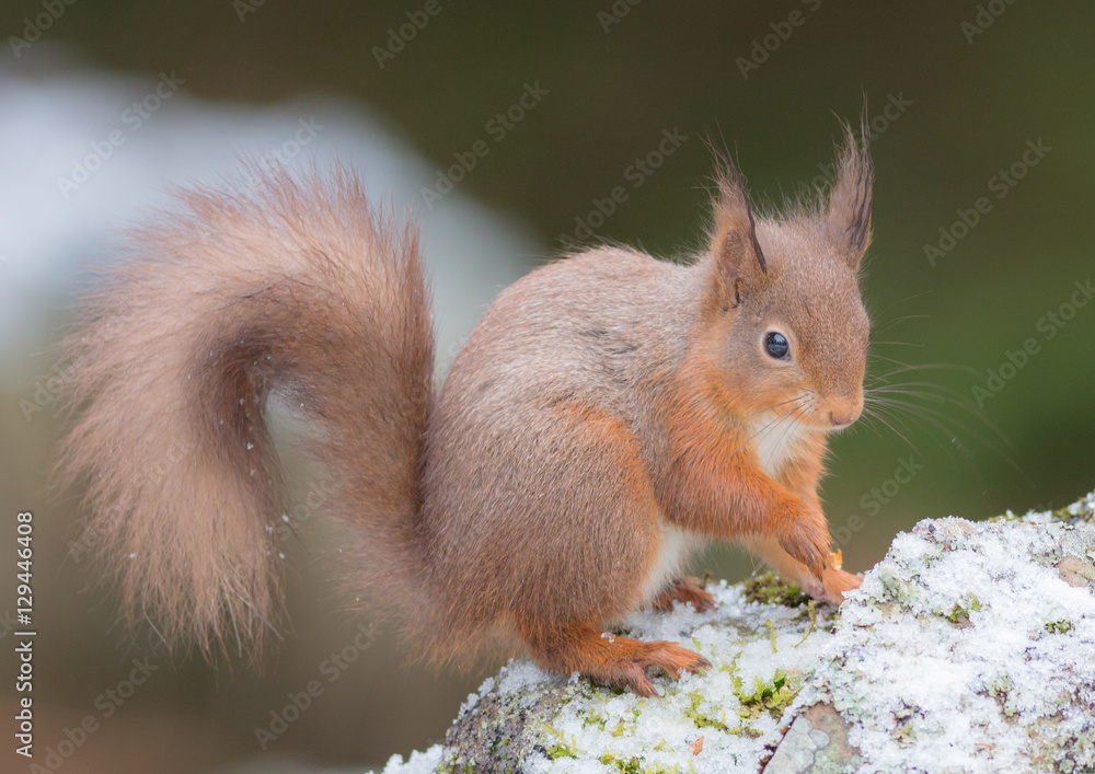 Red Squirrel in the Snow Red Squirrel in the Snow