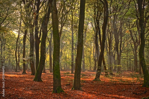 Sunrays of light in autumn forest with path and trees with colourful leaves.