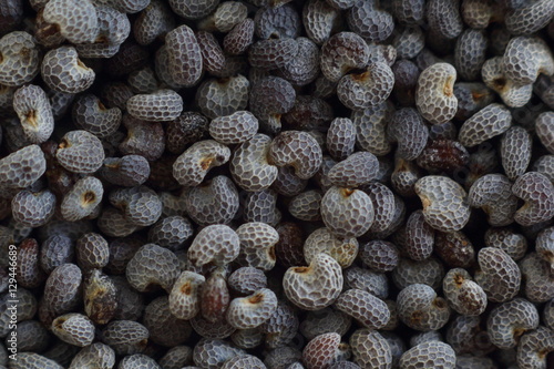 poppy seed closeup food background texture photo