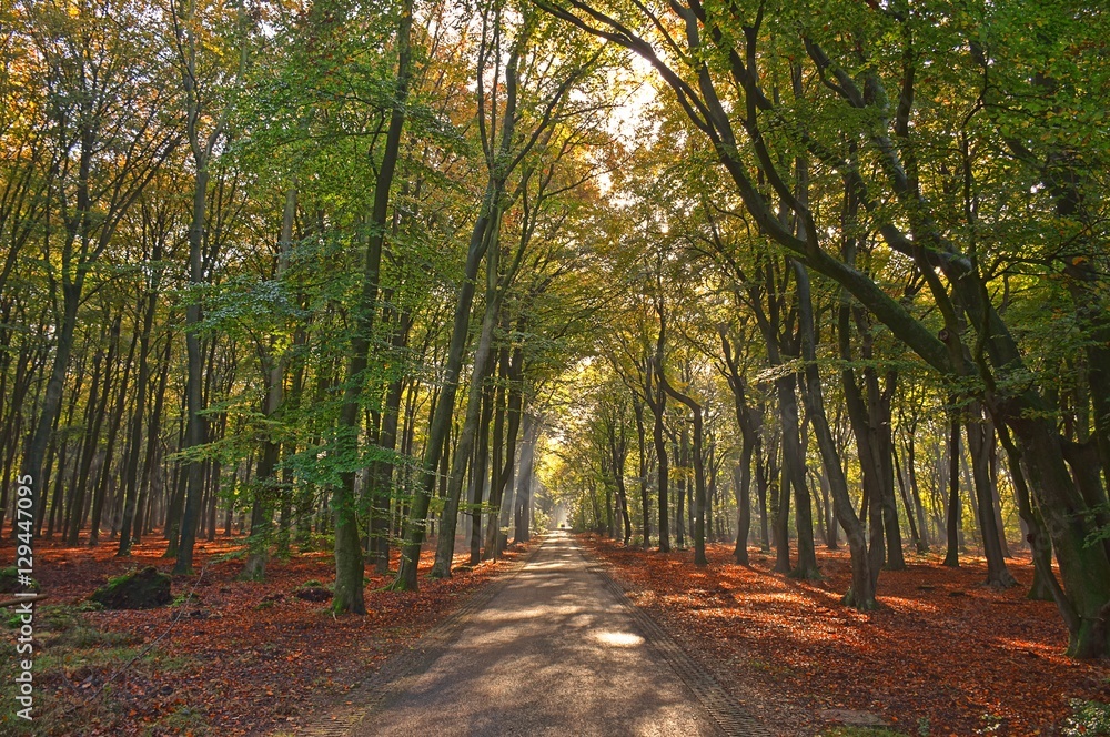 Naklejka premium Sunrays of light in autumn forest with path and trees with colourful leaves.