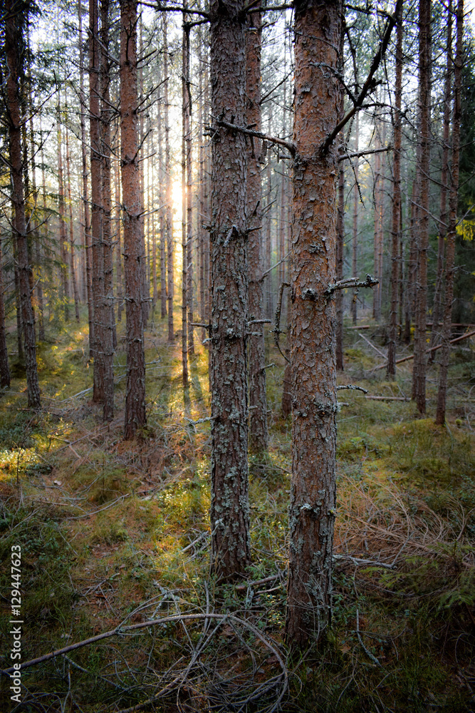 Obraz premium Autumn forest