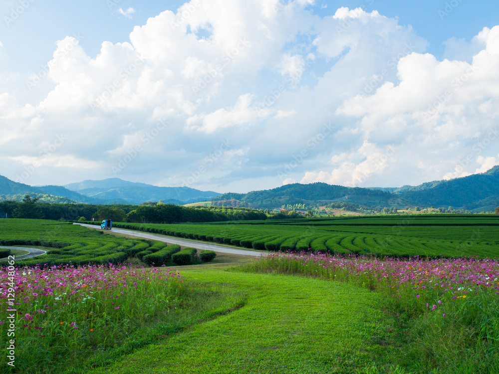 Beautiful flower field with mountain background in blue sky day