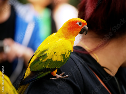 Conure relaxing with blur background.