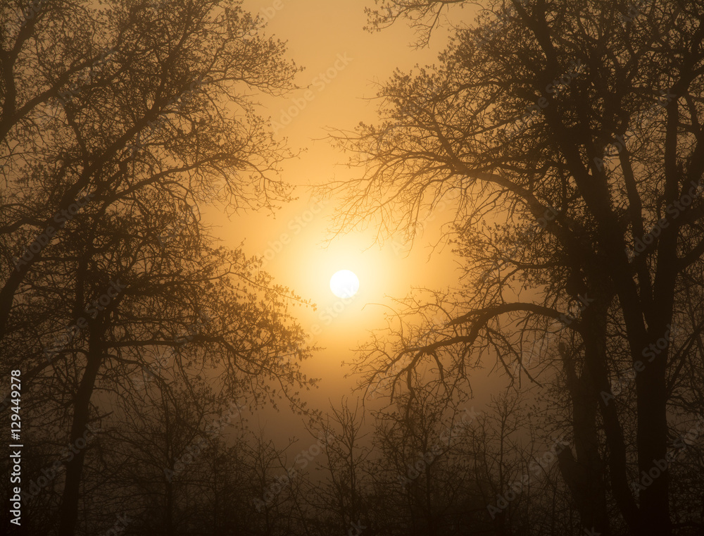 Sun rising through heavy fog, surrounded by trees in early spring, in rich sepia tone Sun rising through heavy fog, surrounded by trees in early spring, in rich sepia tone