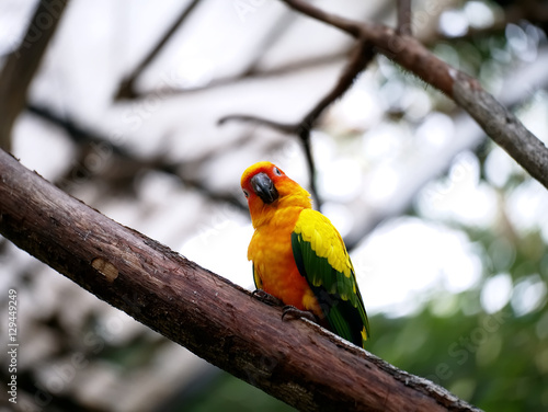 Conure relaxing on a tree with blur background