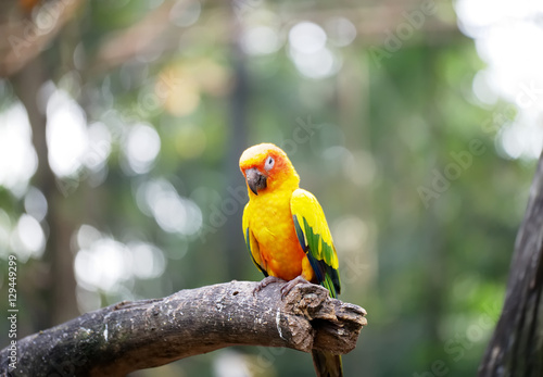 Conure relaxing on a tree with blur background