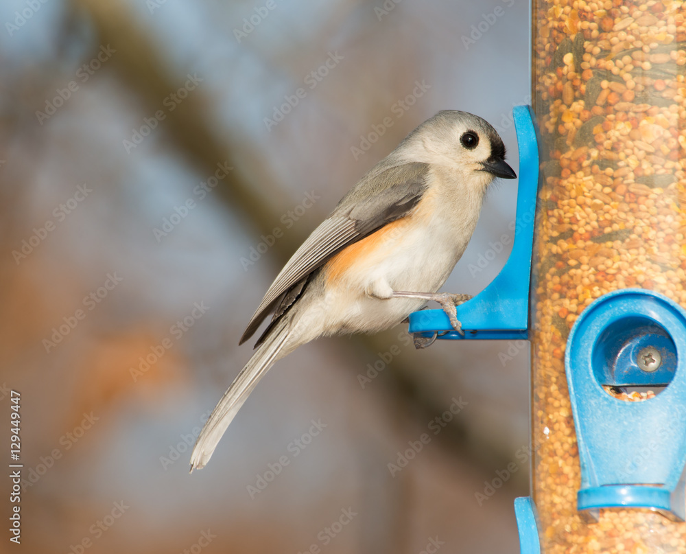 Fototapeta premium Tufted Titmouse looking for seeds at a bird feeder