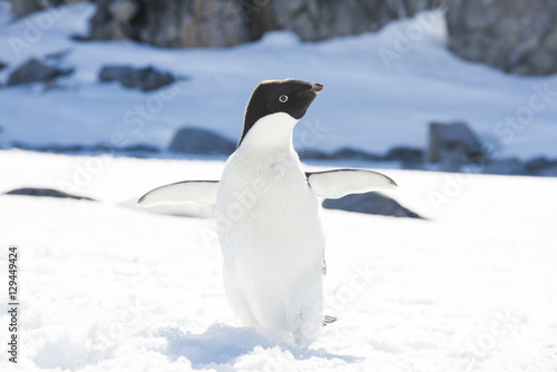 Adelie on Ice