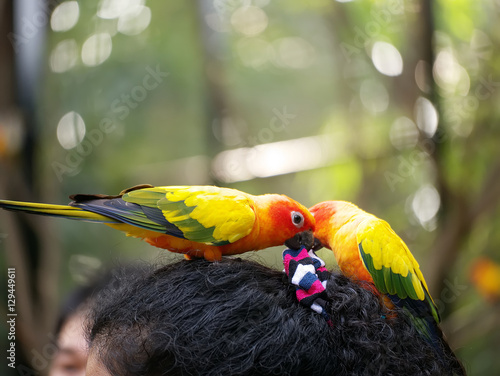 Conures relaxing with blur background.