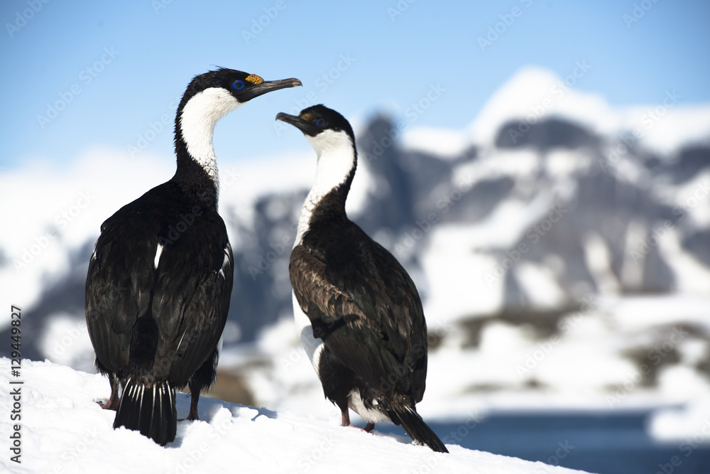 Fototapeta premium Blue Eyes Swag