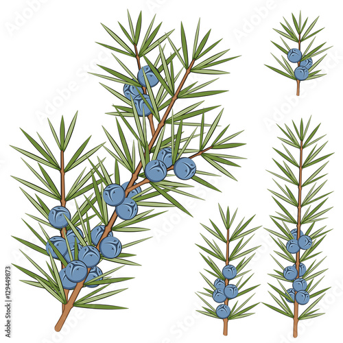 Vector set of juniper branches. Isolated objects on white.