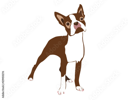 Brown Boston terrier dog