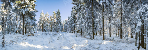 the wintry forest