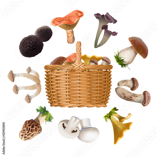 Collection of various species edible mushrooms and basket