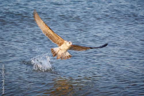 Средиземноморская чайка взлетает с воды