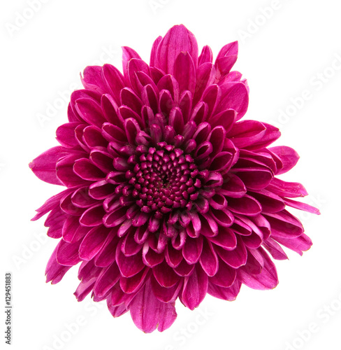 Fototapeta Naklejka Na Ścianę i Meble -  purple flower isolated
