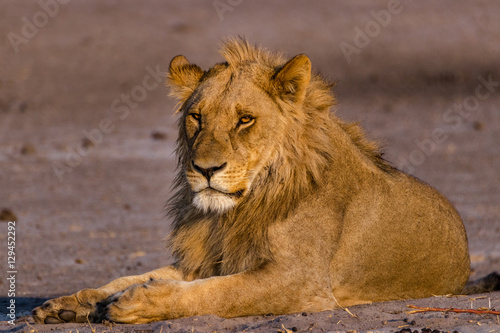 Lion Observing