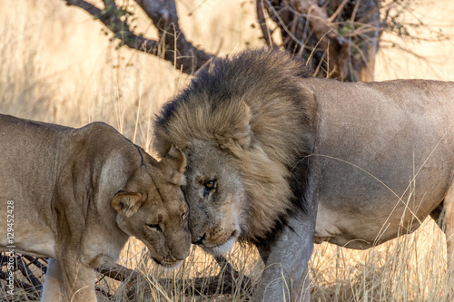 Fototapeta Naklejka Na Ścianę i Meble -  Lions showing affection