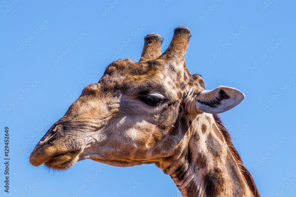 Obraz premium Giraffe Close Up