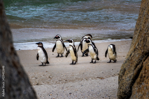 Penguins on the beach