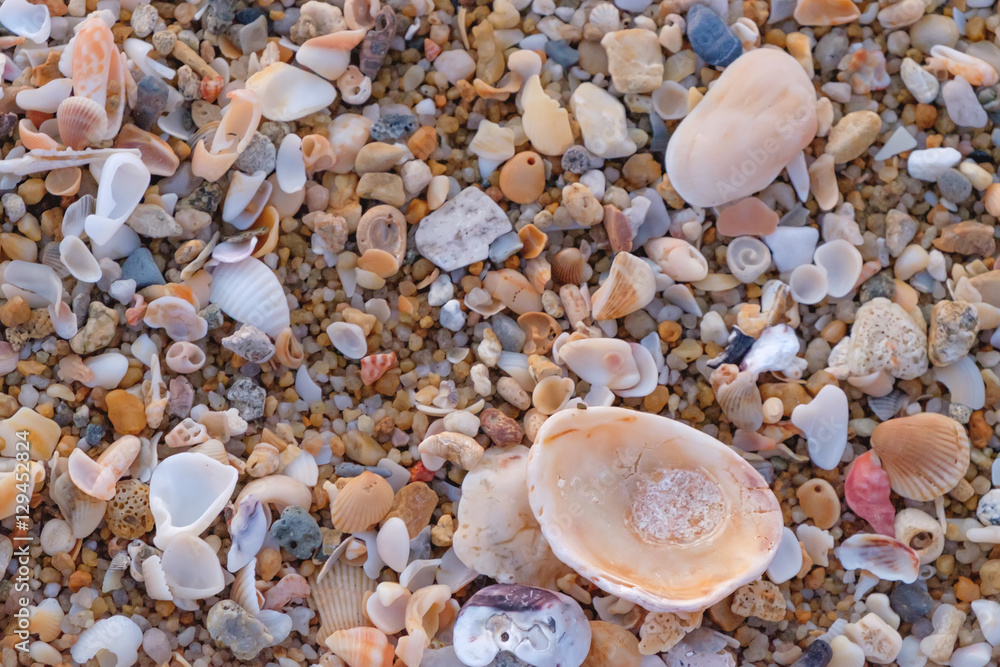 Close up of wet sand with crushed sea shells in sunny day. Selective focus