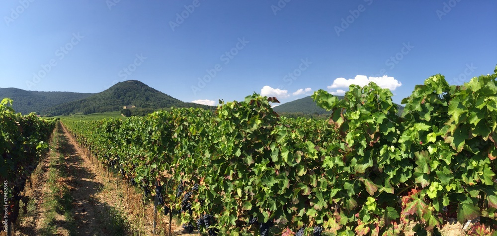 Weinbau Pfalz