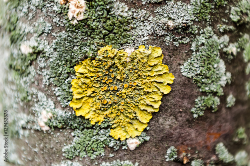 detail of moss and lichen on wooden fence.