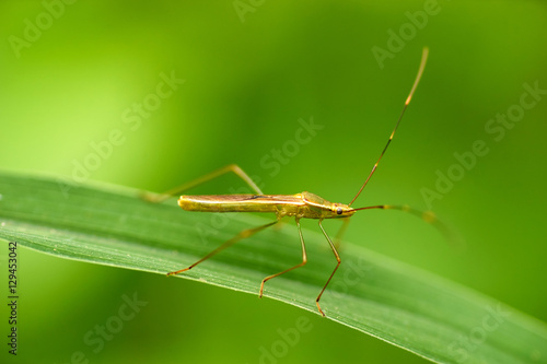Macro bug backgroung image © kumarn