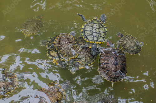 Sea turtles swim in the water park photo