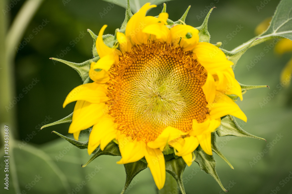 Fototapeta premium Close up of sunflower flower (bee in pollen)