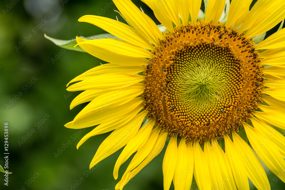Close up of sunflower flower (bee in pollen) Close up of sunflower flower (bee in pollen)