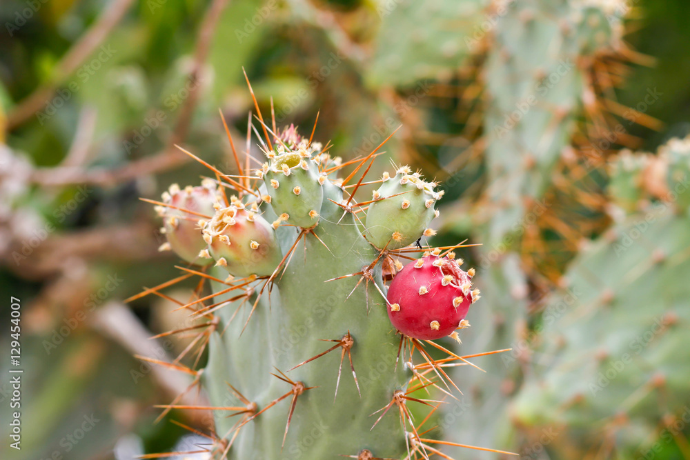 Opuntia cochenillifera cactus Opuntia cochenillifera cactus