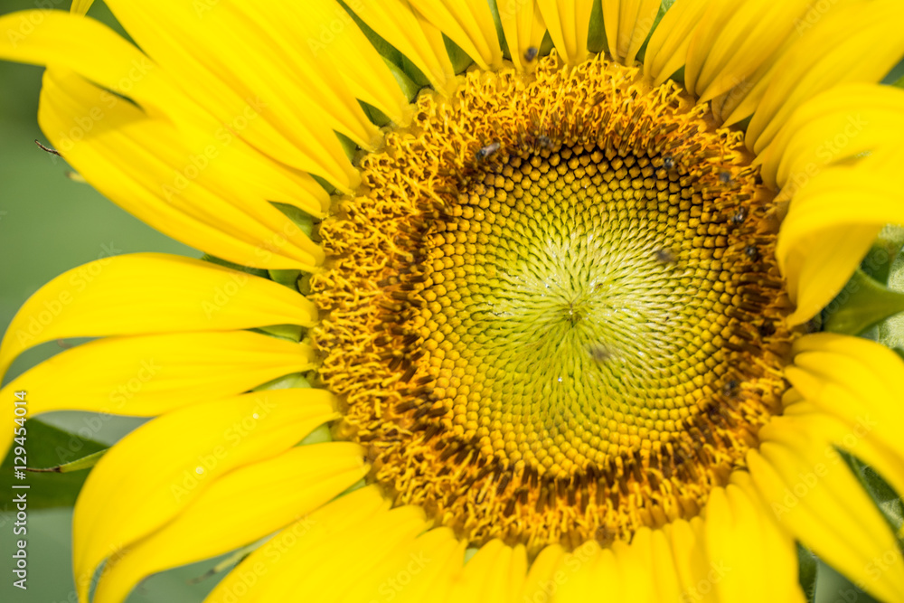 Close up of sunflower flower (bee in pollen) Close up of sunflower flower (bee in pollen)