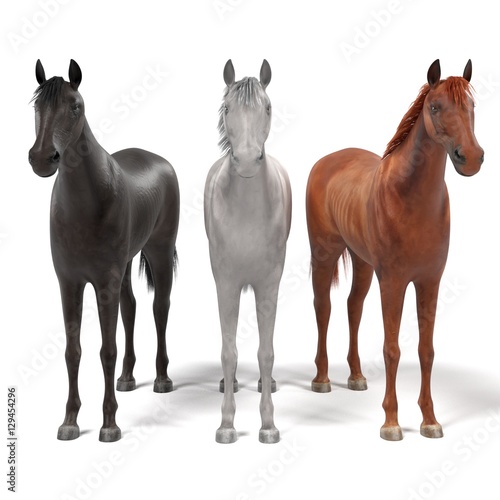 realistic 3d render of horses