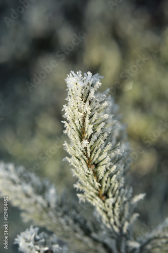 hoarfrost