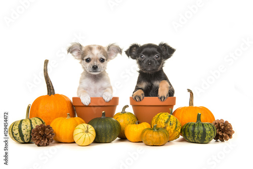 Fototapeta Naklejka Na Ścianę i Meble -  Pumpkins and two flower pots with two chihuahua puppy dogs in it on a white background