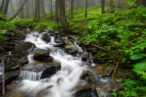 River in the woods