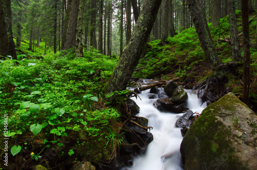 River in the woods