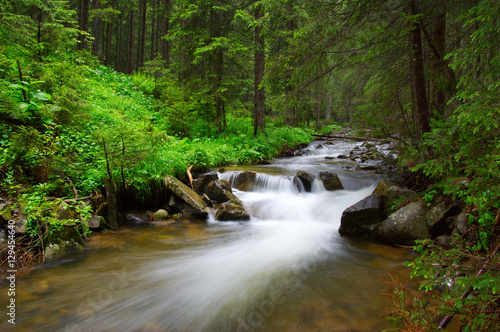 River in the woods