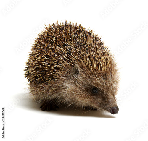 Hedgehog isolated on white