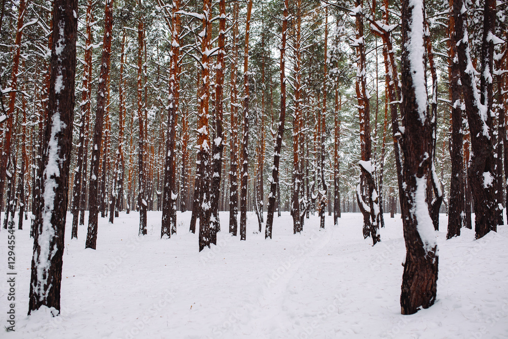Way in the snow-covered forest Way in the snow-covered forest