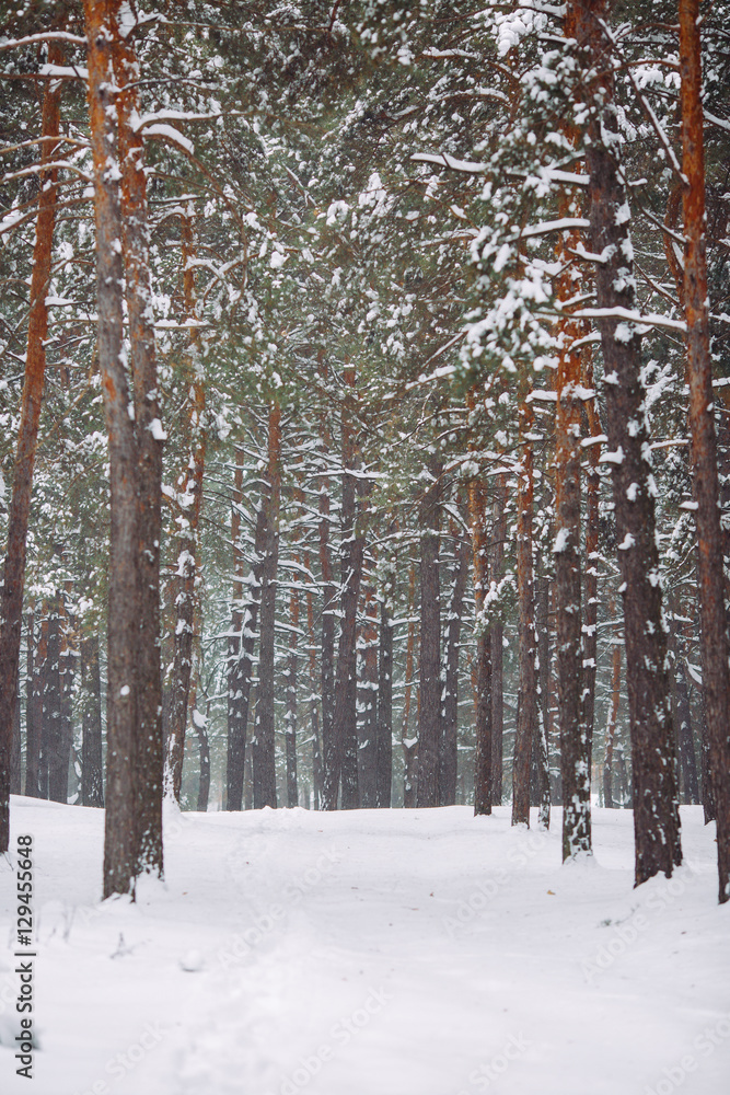 Fototapeta premium Way in the snow-covered forest