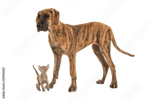 Small cute siamese baby cat looking up to a large great dane dog on a white background