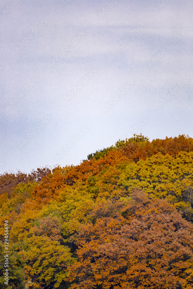 Fototapeta premium Yellow leaves of ginkgo at japan