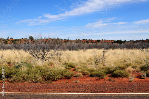 Native plants at Uluru, Alice Spring, Yulara, Mutitjulu photo