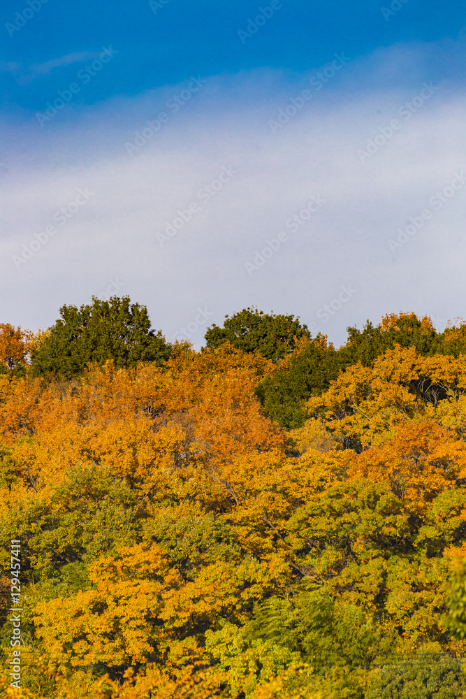 Yellow leaves of ginkgo at japan