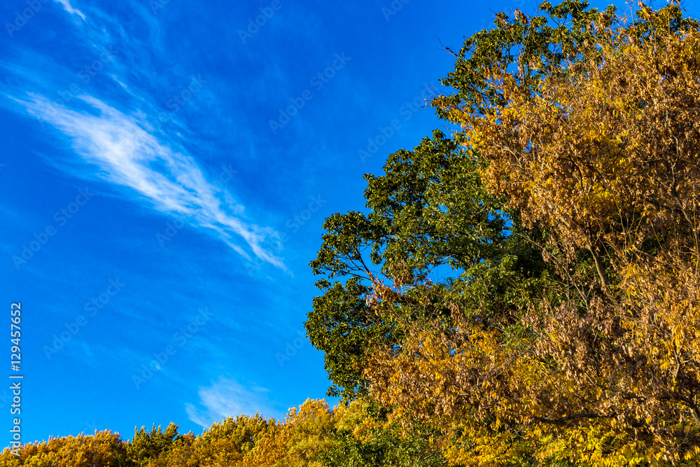 Fototapeta premium Yellow leaves of ginkgo at japan
