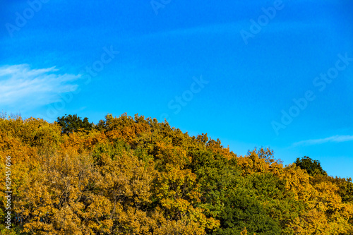 Yellow leaves of ginkgo at japan