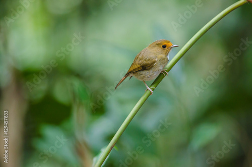 Rufous-browed Flycatcher perch on branch photo