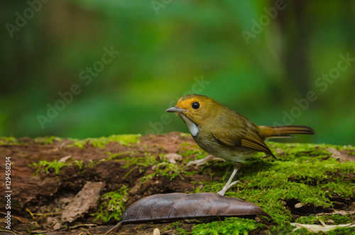 Rufous-browed Flycatcher perch on branch © forest71